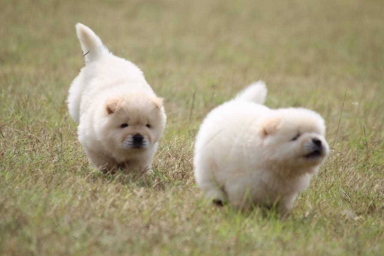 Chow Chow For Sale In Chandigarh