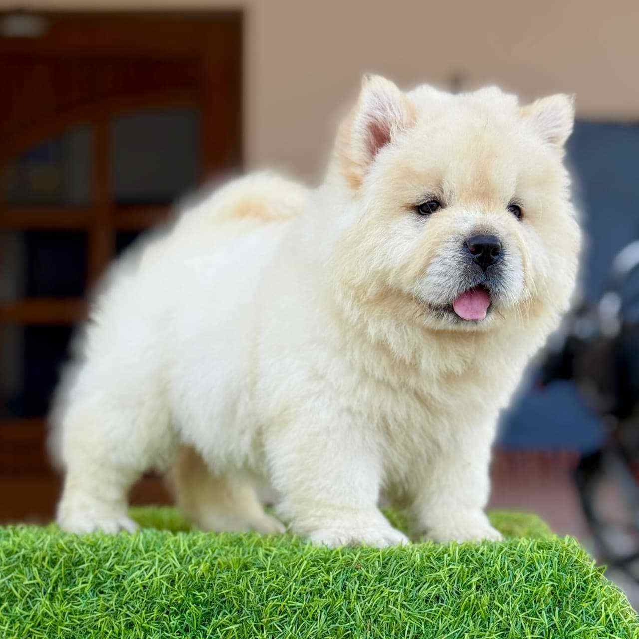 Getting a Chow Chow
