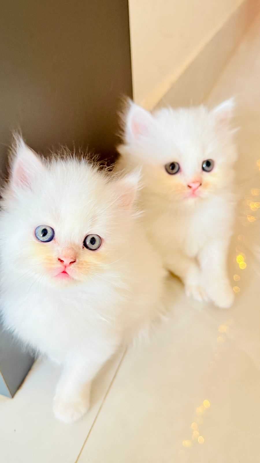 Persian For Sale In Chennai