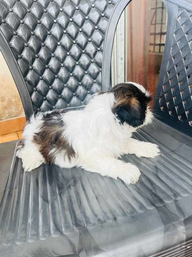 Shih Tzu For Sale In Chennai