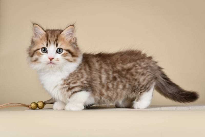 Munchkin For Sale In Bangalore