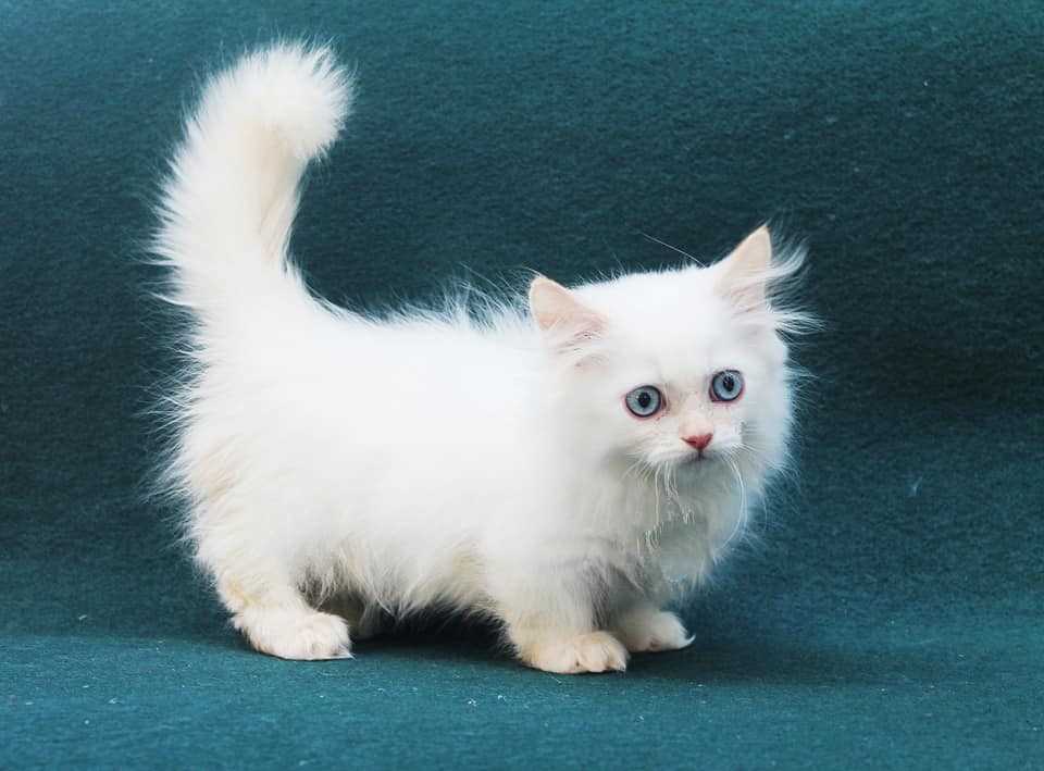 Basic Quality Munchkin Cat