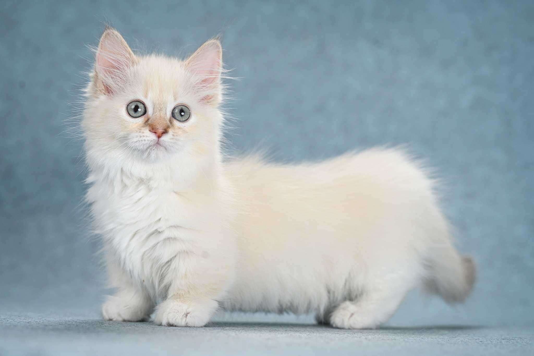 Champion Bloodline Munchkin Cat