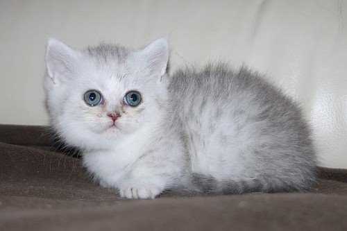Munchkin For Sale In Delhi