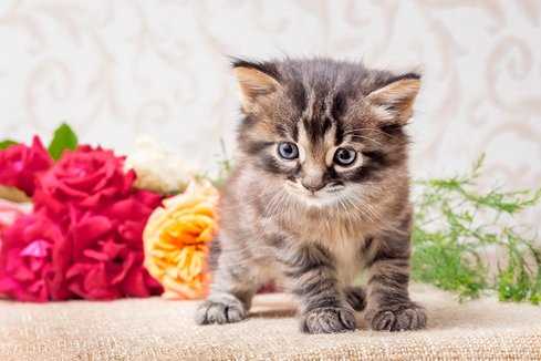 Munchkin For Sale In Delhi