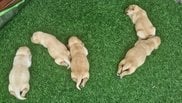 Labrador Retriever For Sale In Chennai