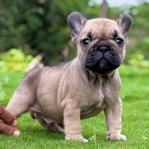 French Bulldog For Sale In Chennai