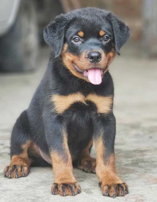 Rottweiler For Sale In Gurgaon