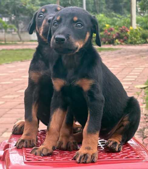 Doberman For Sale In Thiruvananthapuram