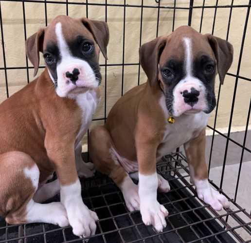 Boxer For Sale In Bangalore