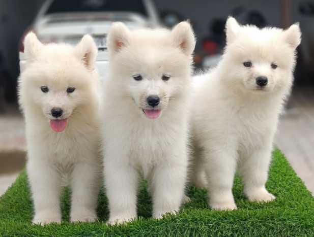Samoyed For Sale In Delhi