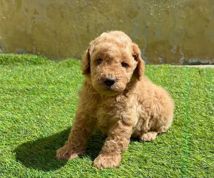 Poodle For Sale In Delhi
