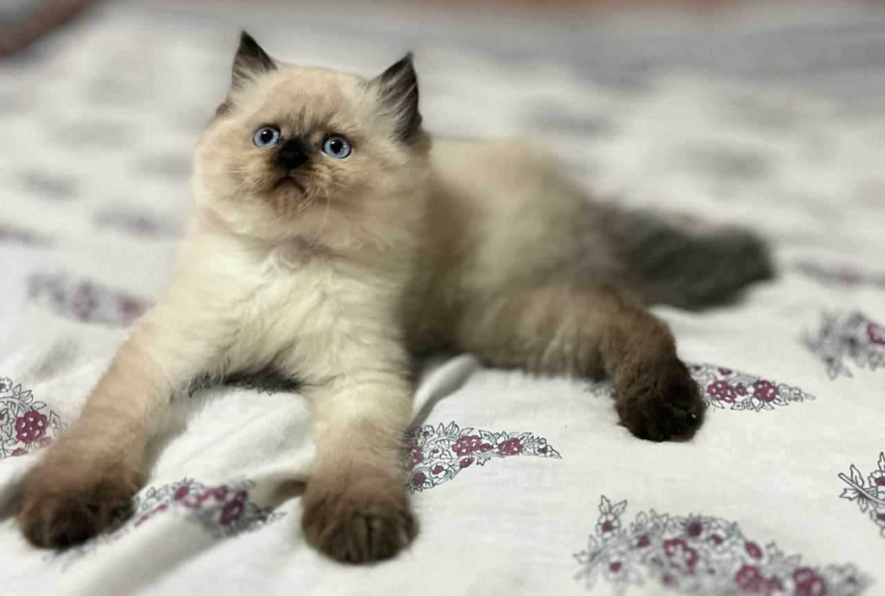 Himalayan For Sale In Delhi