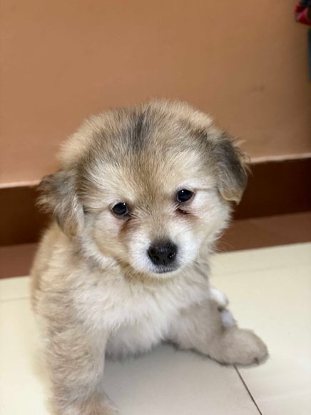Indian Spitz For Sale In Guwahati