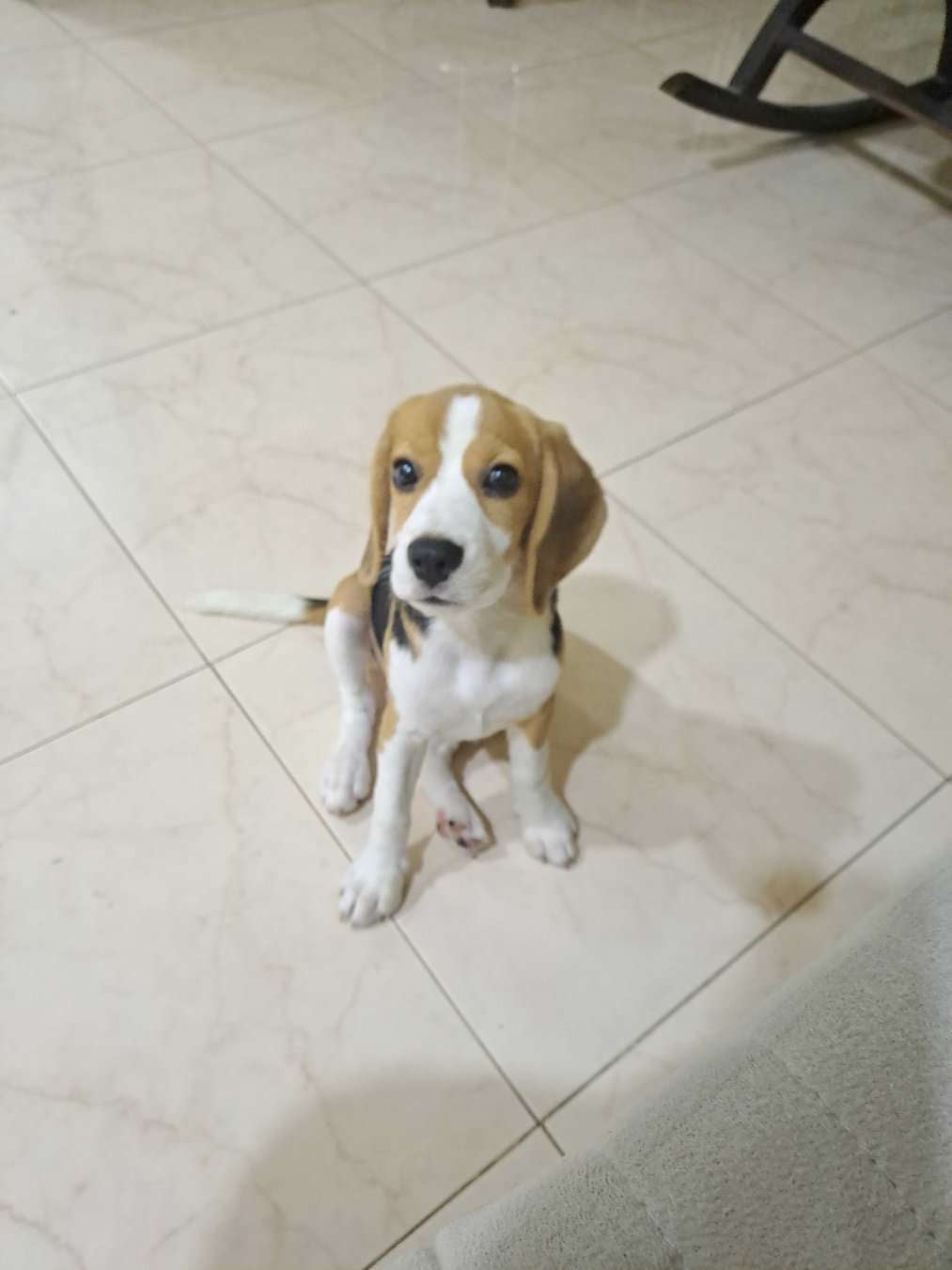 Beagle For Sale In Mumbai