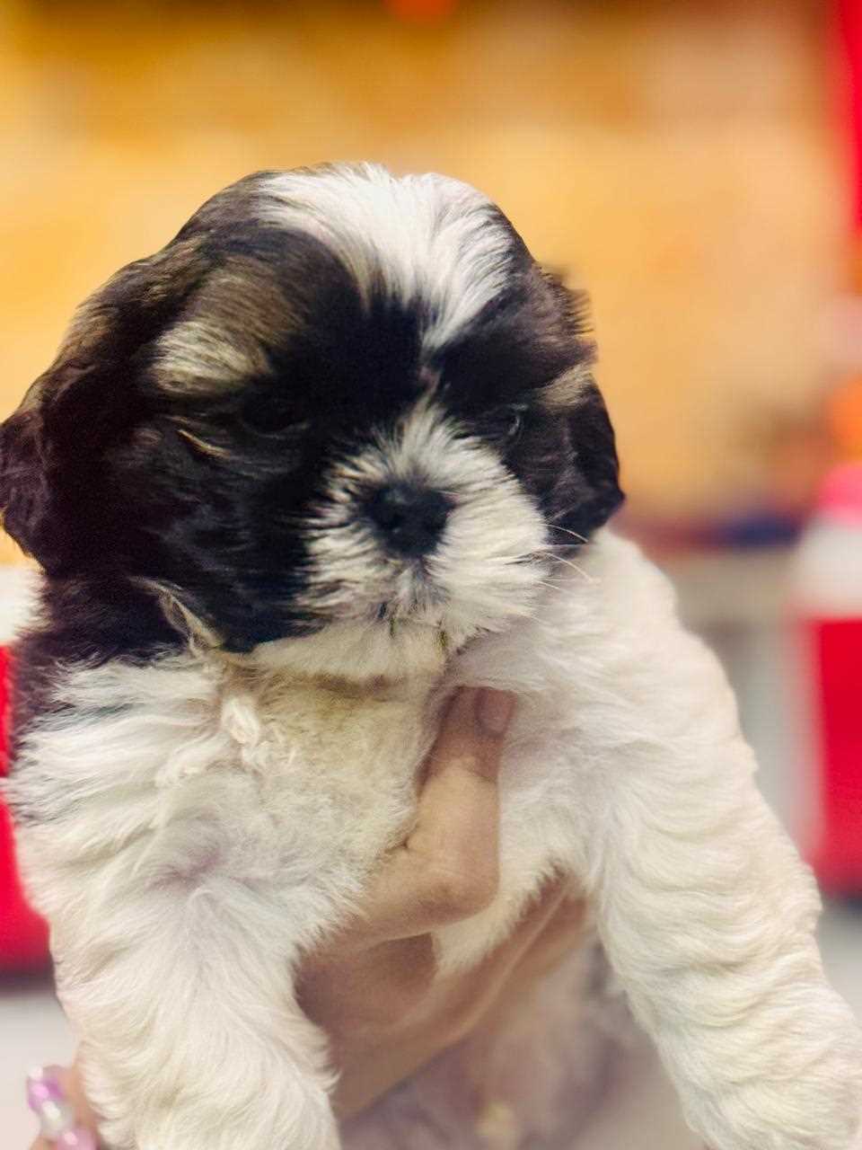 Shih Tzu For Sale In Panvel
