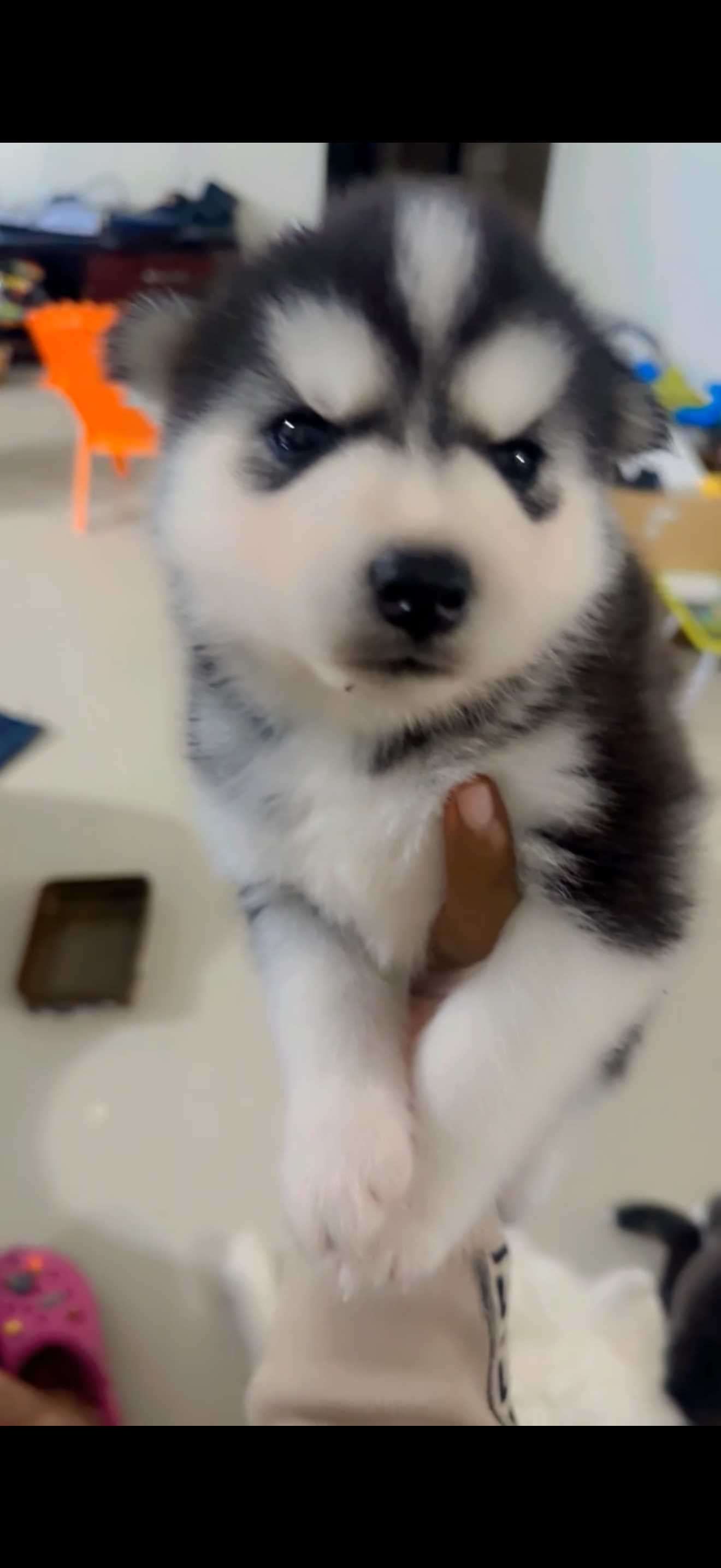 Siberian Husky For Sale In Bangalore