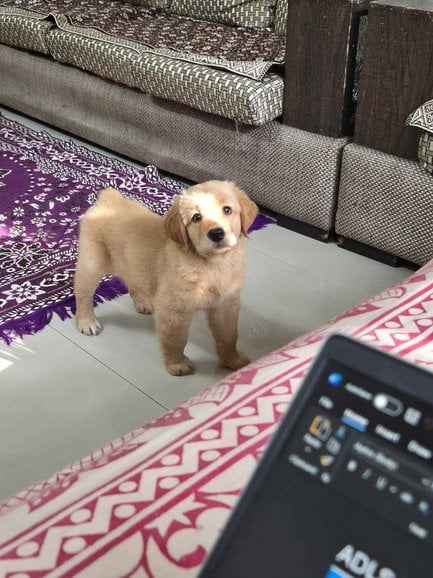 Golden Retriever For Sale In Pune