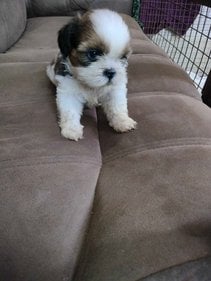 Shih Tzu For Sale In Hyderabad