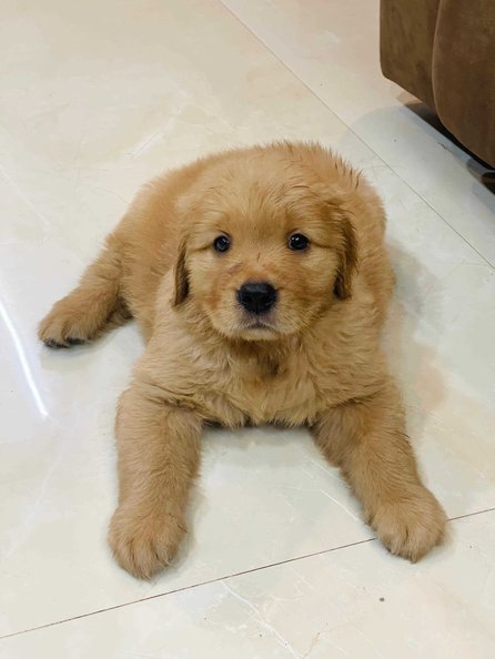 Golden Retriever For Sale In Coimbatore
