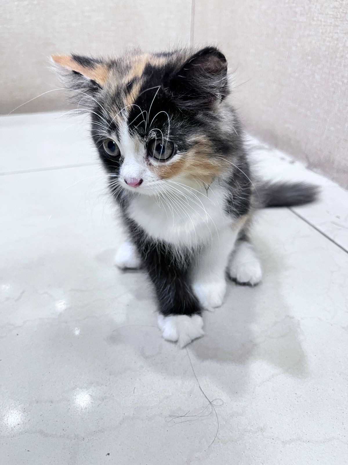 Calico For Sale In Ludhiana