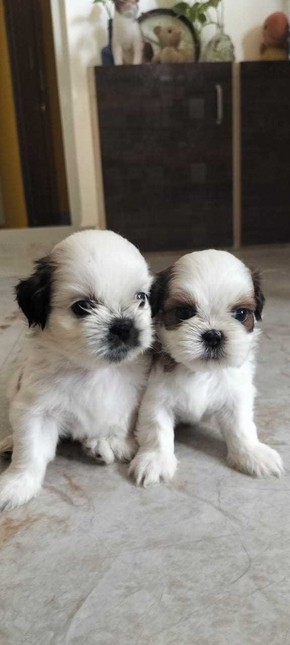 Shih Tzu For Sale In Mysore