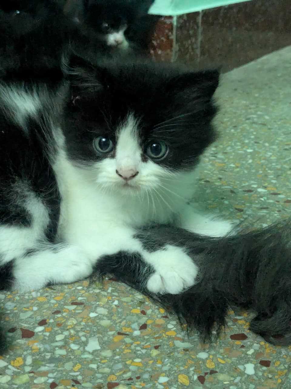 Persian For Sale In Coimbatore