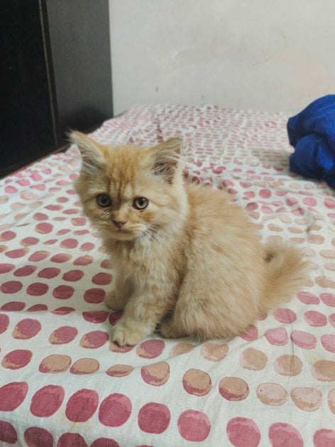 Persian For Sale In Delhi