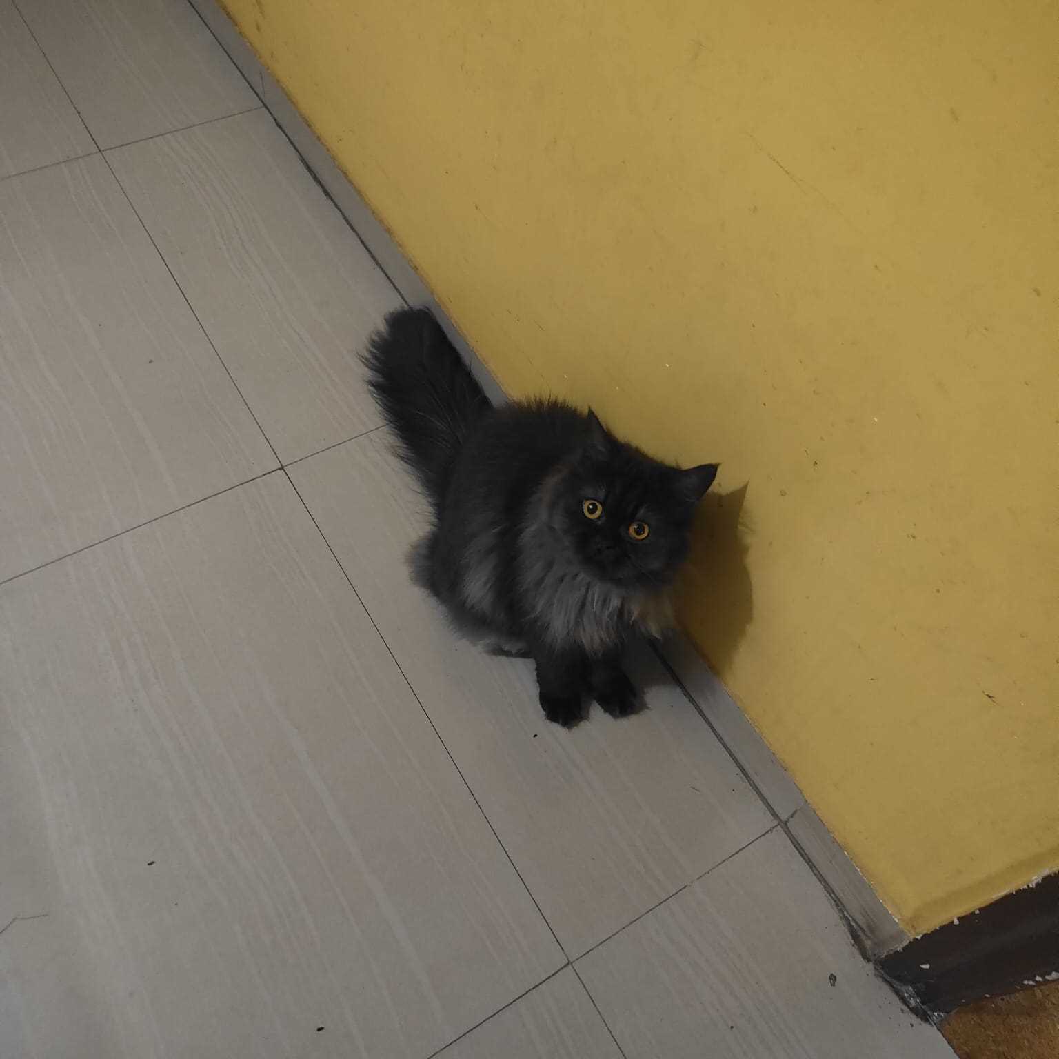 Persian For Sale In Pune
