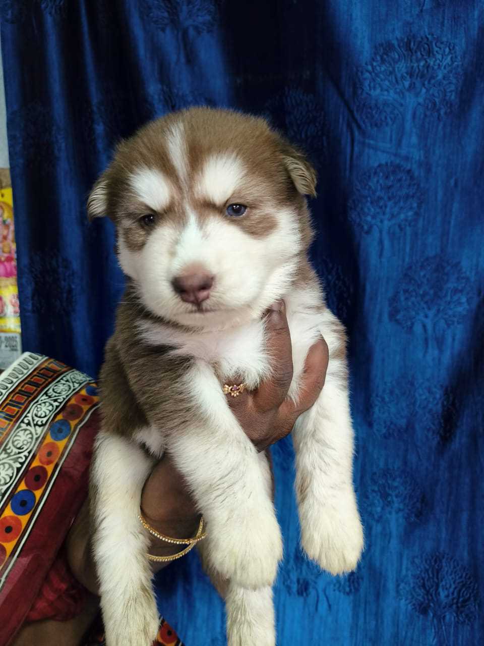Siberian Husky For Sale In Coimbatore