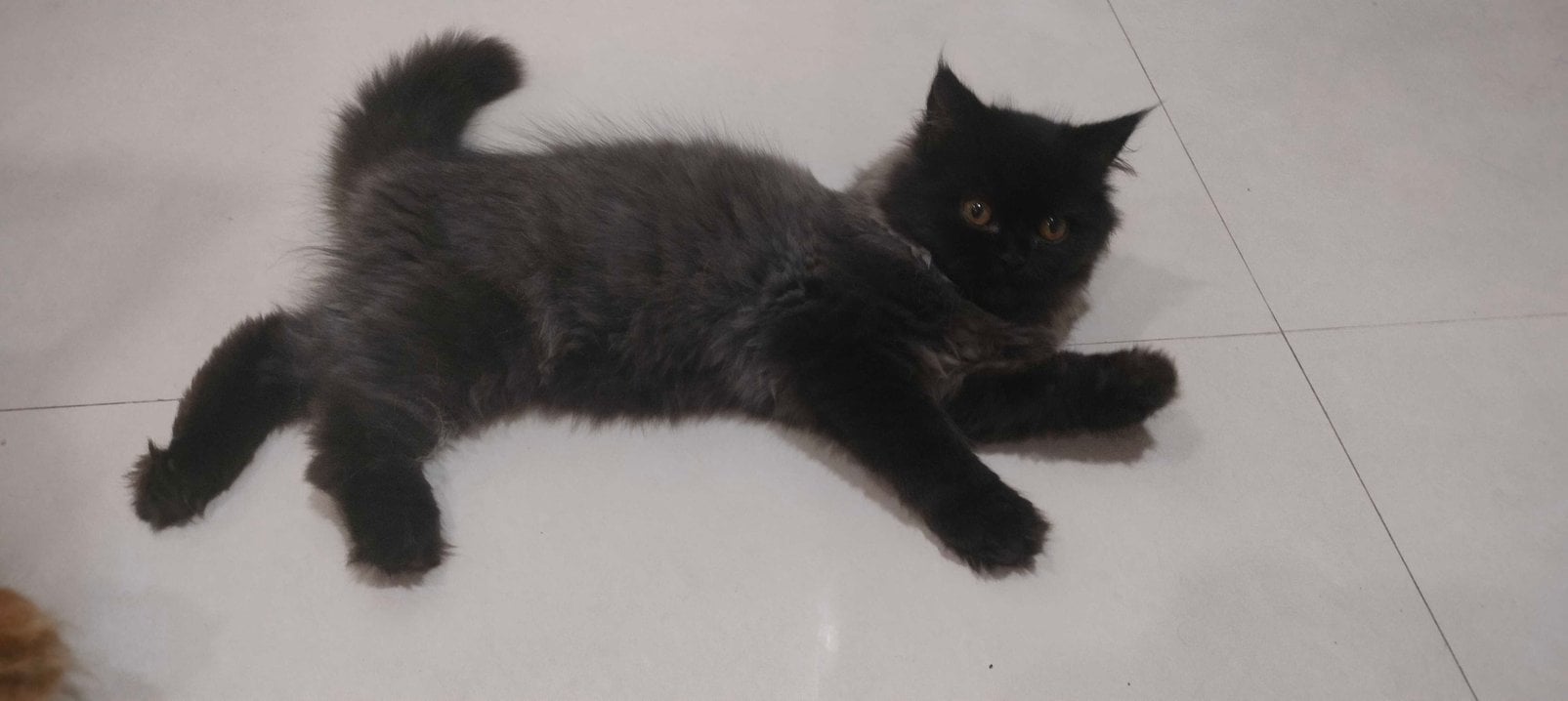 Persian For Sale In Pune