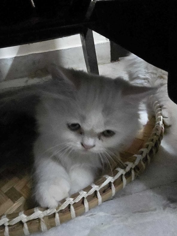 Persian For Sale In Delhi