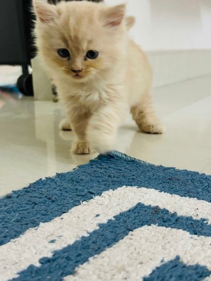 Persian For Sale In Hyderabad