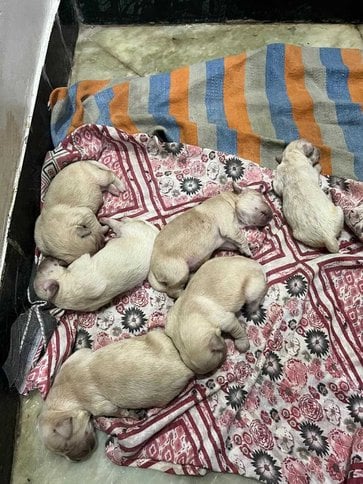 Golden Retriever For Sale In Chennai
