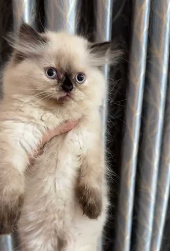 Himalayan For Sale In Chandigarh