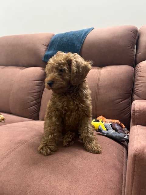 Poodle For Sale In Bangalore