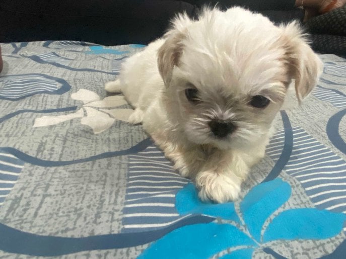 Shih Tzu For Sale In Hyderabad