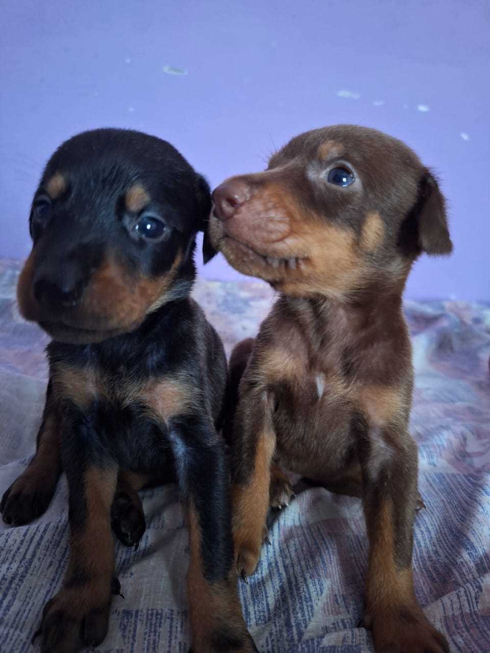 Doberman For Sale In Pondicherry
