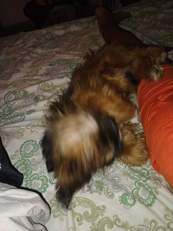 Shih Tzu For Sale In Delhi