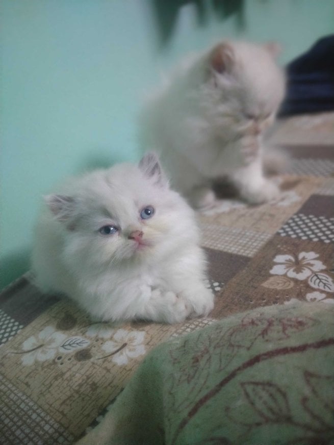 Persian For Sale In Coimbatore