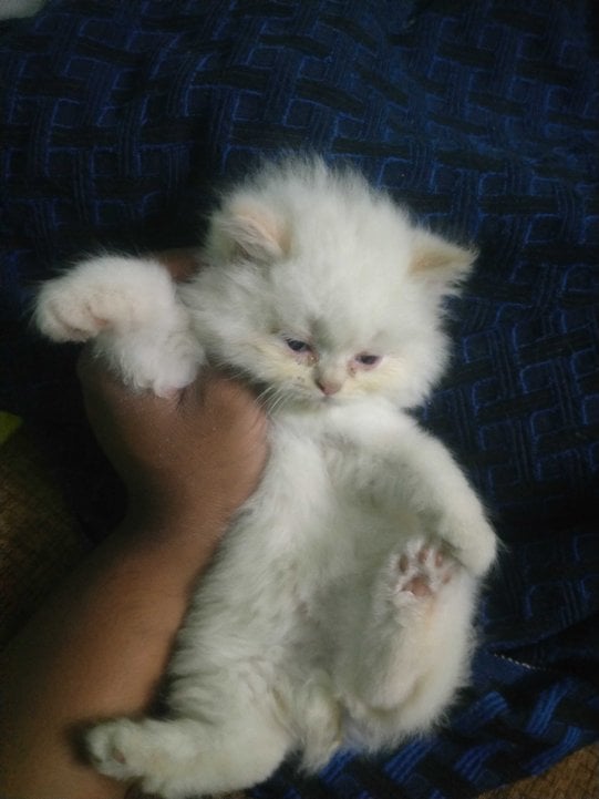 Persian For Sale In Coimbatore