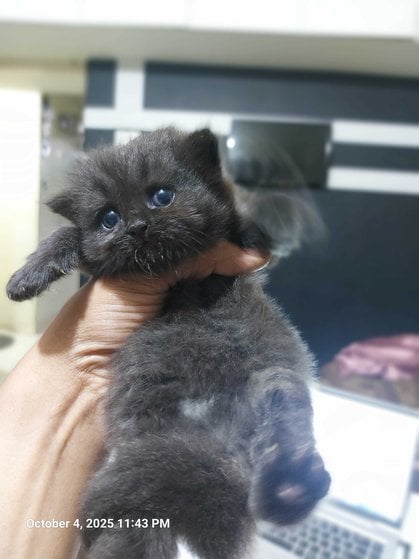 Persian For Sale In Pune