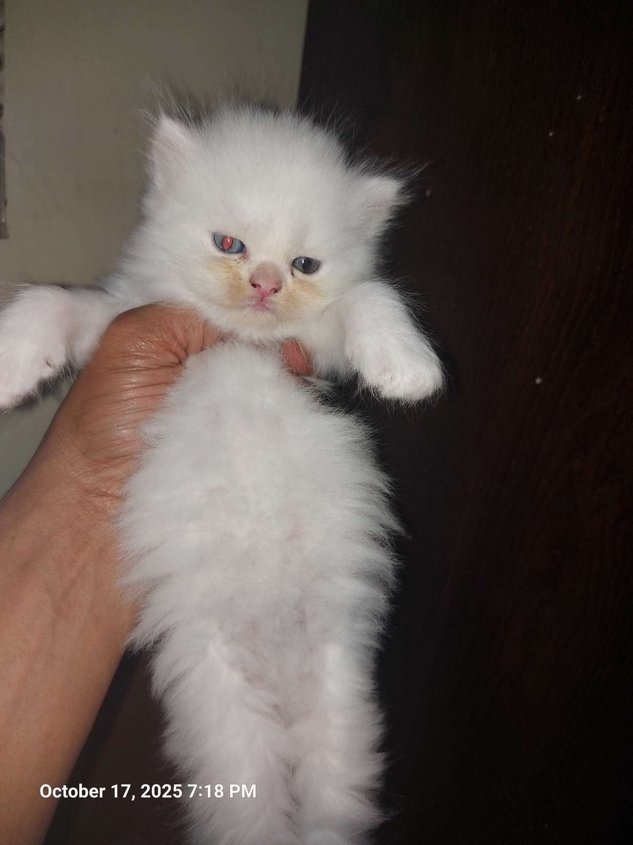 Persian For Sale In Pune