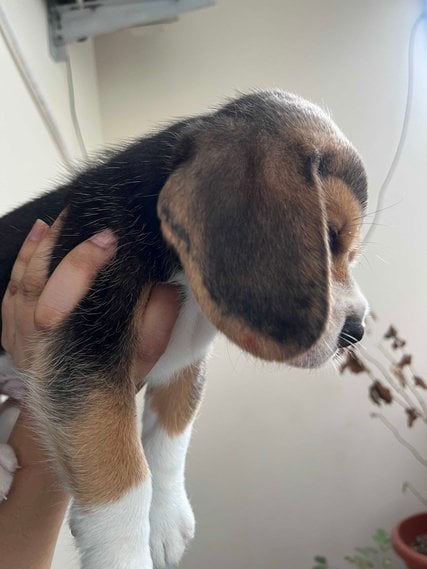 Beagle For Sale In Hyderabad