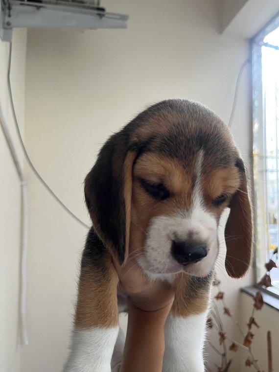 Beagle For Sale In Hyderabad