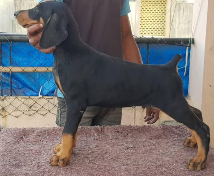 Doberman ki hot sale price