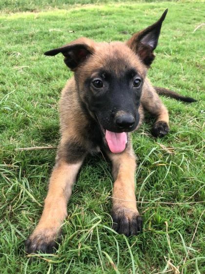 Dog belgian malinois sales price