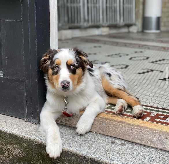 Australian Shepherd For Sale In Delhi