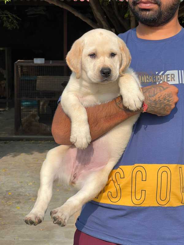 Labrador Retriever For Sale In Marmagao