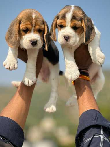 Mr n Mrs Pet